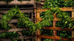 Red Cedar Garland
