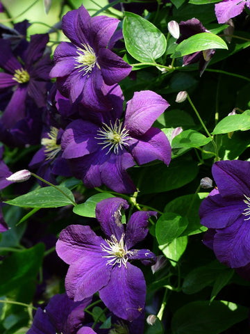 Clematis - Jackmanii Superba