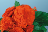 Begonia - Nonstop Orange