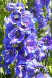 Delphinium - Aurora Blue