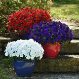 Petunia - E3 Easy Wave Blue