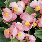 Begonia - Prelude Plus Pink
