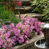 Petunia - Madness Rose Morn