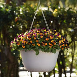 Viola - Sorbet Orange Jump Up