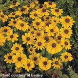 Rudbeckia - Toto Gold