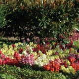 Snapdragon - Snapshot Mix