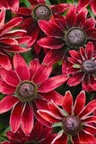 Rudbeckia - Cherry Brandy