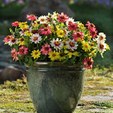 Zinnia - Zahara Raspberry Lemonade Mix