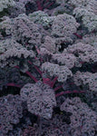 Flowering Kale - Redbor