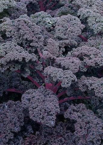 Flowering Kale - Redbor