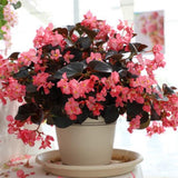 Begonia - Whopper Rose Espresso Leaf