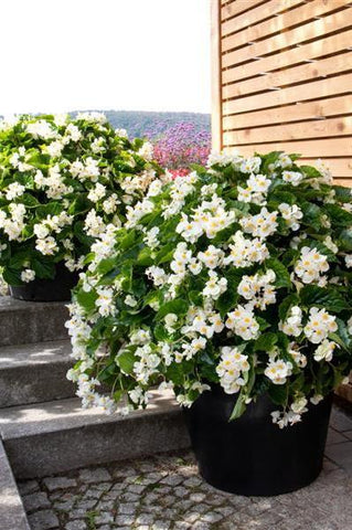 Begonia - Whopper White Green Leaf