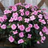 Impatiens - SunPatiens Compact Lavender Splash