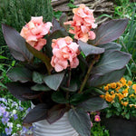 Canna - Cannova Casa Bronze Peach