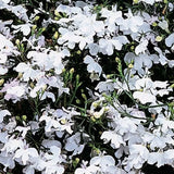 Lobelia - Regatta White