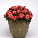 Zinnia - Zahara Double Salmon