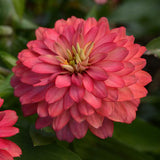 Zinnia - Zahara Double Salmon