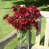 Rudbeckia - Cherry Brandy