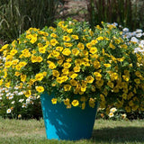 Calibrachoa - MiniFamour Neo Deep Yellow