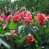 Canna Lily - Cannova Rose