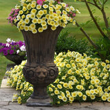 Petunia - Bee's Knees