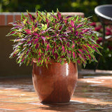 Coleus - FlameThrower Chili Pepper
