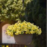 Petchoa - Caliburst Yellow