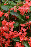 Begonia - Dragon Wing Red