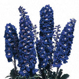 Delphinium - Magic Fountains Dark Blue & White Bee