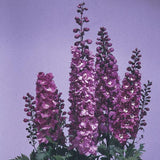 Delphinium - Magic Fountains Lilac Pink White Bee