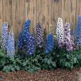 Delphinium - Magic Fountains Mix Tray