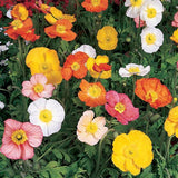 Papaver - Champagne Bubbles Mix