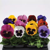 Pansy - Matrix Blotch Mix