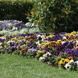Pansy - Matrix Blotch Mix