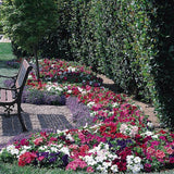 Petunia - Dreams Mix