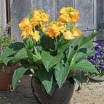 Canna - Gold Leopard