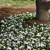 Pansy - Matrix White Blotch