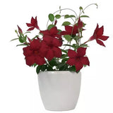 Mandevilla - MegaFlora Red