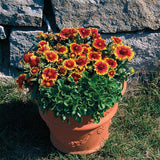 Gaillardia - Arizona Sun