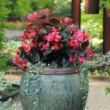Begonia - Whopper Rose Espresso Leaf