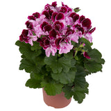 Geranium - Martha Washington Elegant Purple Majesty