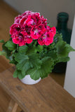 Geranium - Martha Washington Elegant Red Velvet
