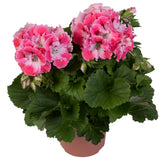 Geranium - Martha Washington Elegant Sunrise