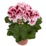 Geranium - Martha Washington Elegant Crystal Rose