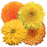 Calendula - Bon Bon Mix