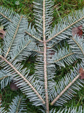 Silver Fir