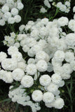 Achillea ptarmica - Peter Cottontail