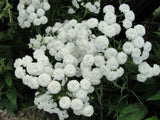Achillea ptarmica - Peter Cottontail