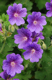 Geranium - Johnson's Blue