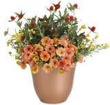 Petunia - Supertunia Honey